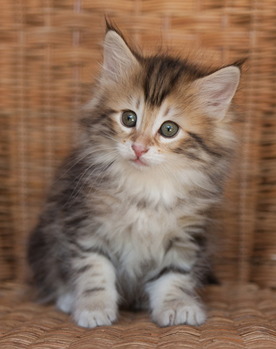 Jodie - 7 weeks old