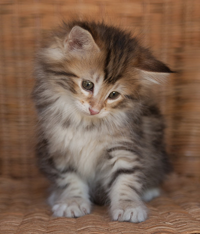 Jodie - 7 weeks old