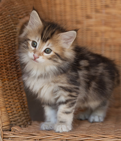 Jodie - 7 weeks old
