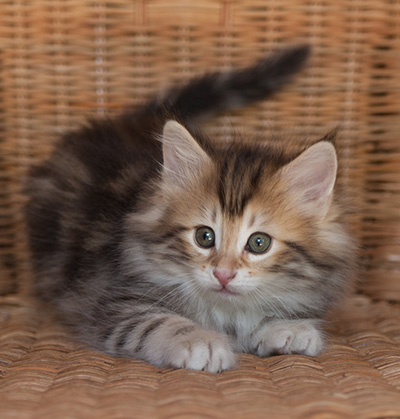 Jodie - 7 weeks old