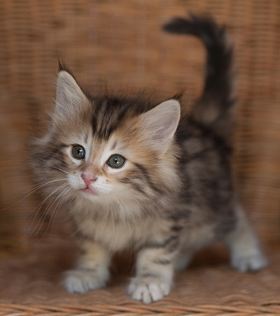 Jodie - 7 weeks old
