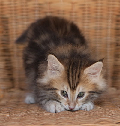 Jodie - 7 weeks old