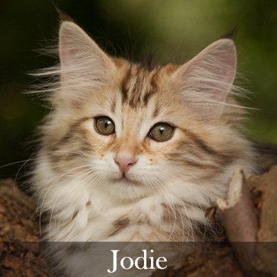 Jodie