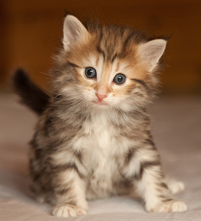 Joe - 5 weeks old