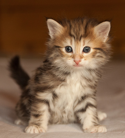 Joe - 5 weeks old