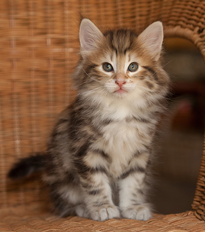 Joe - 7 weeks old