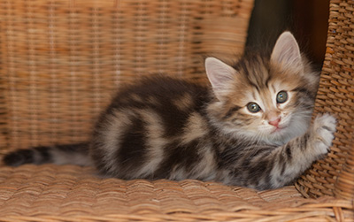 Joe - 7 weeks old