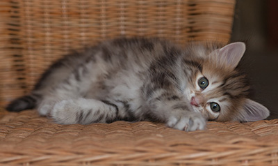 Joe - 7 weeks old