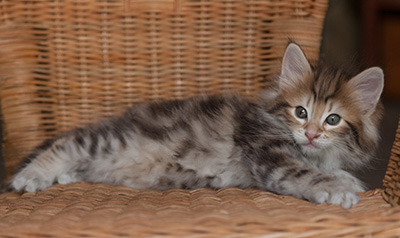 Joe - 7 weeks old