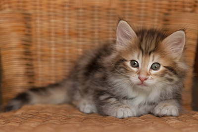 Joe - 7 weeks old