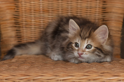 Joe - 7 weeks old