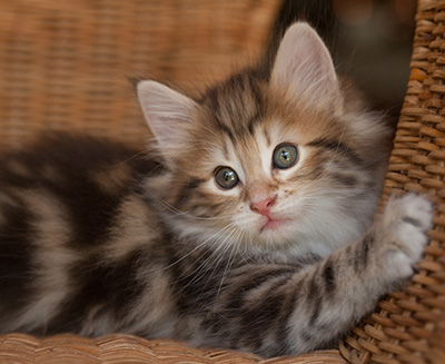 Joe - 7 weeks old