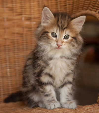 Joe - 7 weeks old