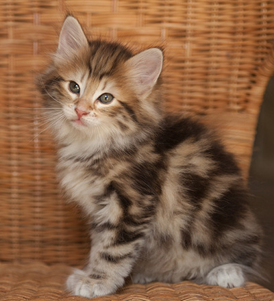 Joe - 7 weeks old