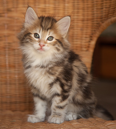 Joe - 7 weeks old