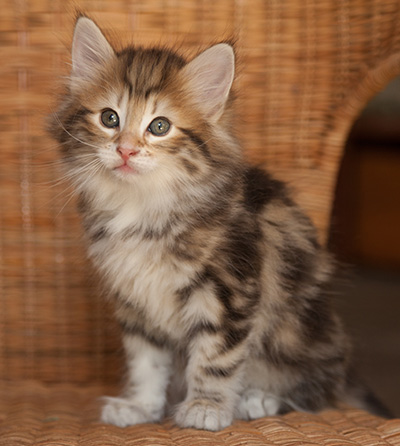Joe - 7 weeks old