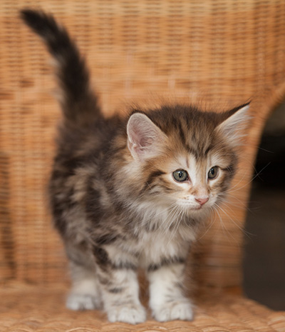 Joe - 7 weeks old