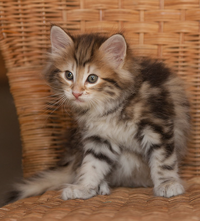 Joe - 7 weeks old