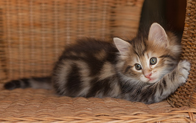 Joe - 7 weeks old