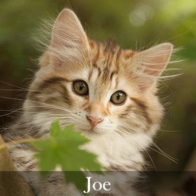 Joe