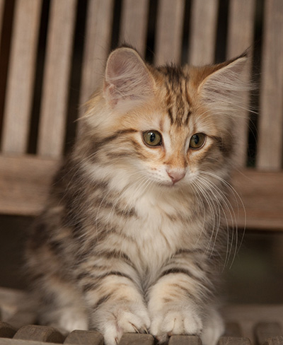 Joyce - 12 weeks old