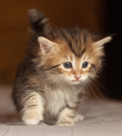 Joyce - 5 weeks old