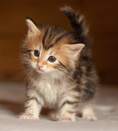 Joyce - 5 weeks old