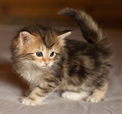 Joyce - 5 weeks old