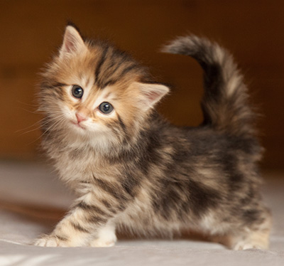 Joyce - 5 weeks old