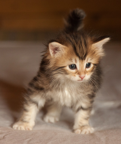 Joyce - 5 weeks old