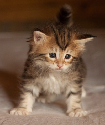 Joyce - 5 weeks old