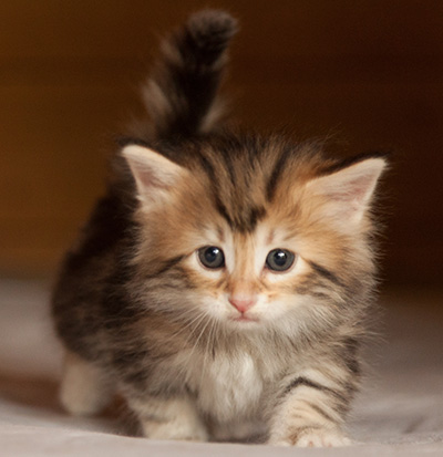 Joyce - 5 weeks old