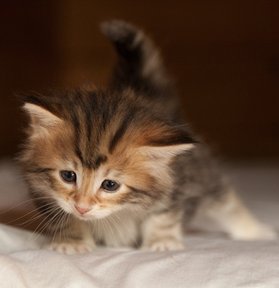 Joyce - 5 weeks old