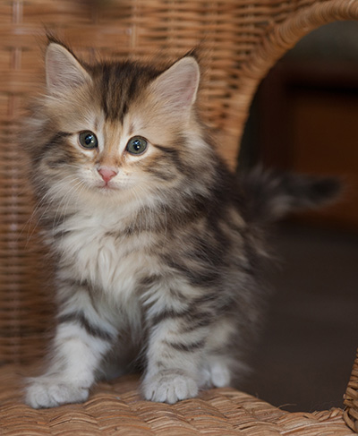 Joyce - 7 weeks old