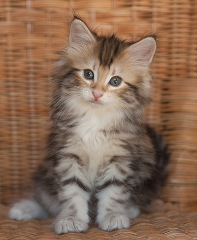Joyce - 7 weeks old