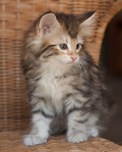 Joyce - 7 weeks old