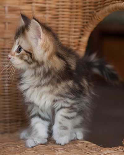 Joyce - 7 weeks old