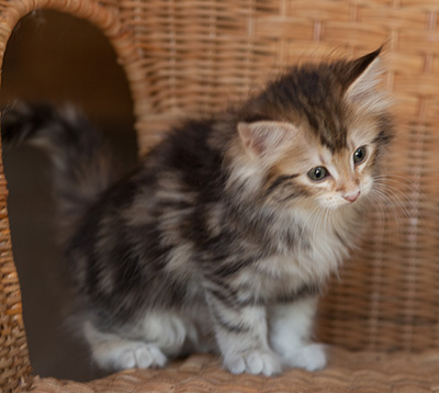 Joyce - 7 weeks old