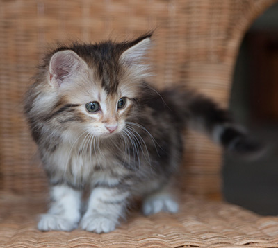 Joyce - 7 weeks old