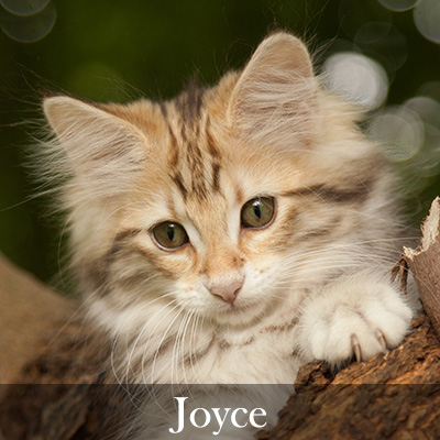 Joyce