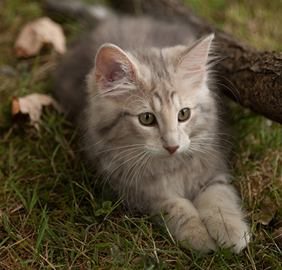 Libellule - 12 weeks old