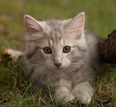 Libellule - 12 weeks old