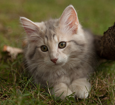 Libellule - 12 weeks old