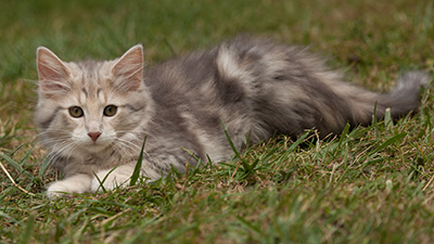 Libellule - 12 weeks old