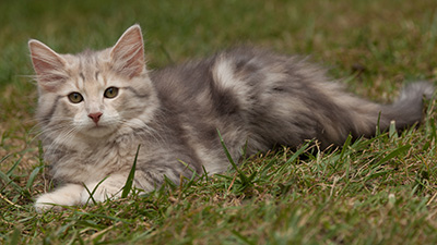 Libellule - 12 weeks old