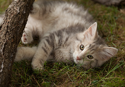 Libellule - 12 weeks old
