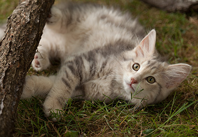 Libellule - 12 weeks old