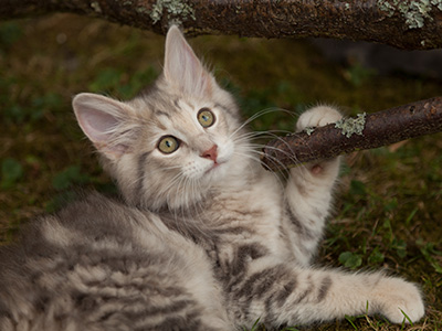 Libellule - 12 weeks old