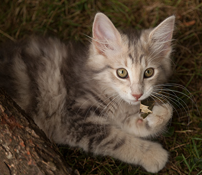 Libellule - 12 weeks old