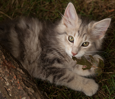 Libellule - 12 weeks old